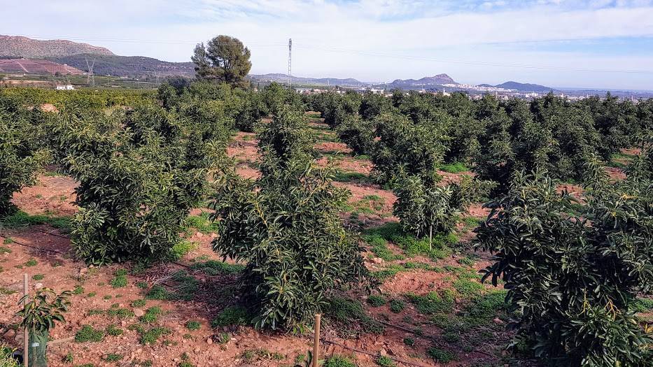 aguacates-CV|Esryce|granado|kiwi en Valencia